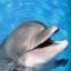 Immagine profilo di ildelfino.35